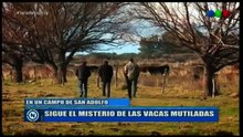 Ganado mutilado en Hilario Ascasubi [parte 2] - (Canal 9 Bahía Blanca, 05/07/19)