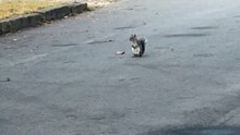 Surprisingly emotional footage of a squirrel mourning his fallen comrade