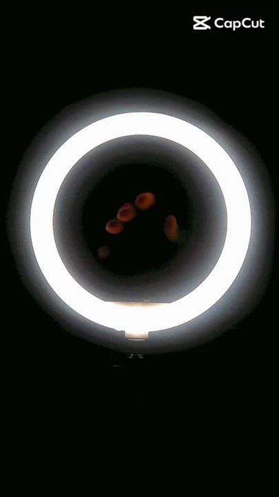 Elenzga Elegant Black & White Women’s Two-Piece Set, Perfect for Autumn/Winter 2026 Style. #shorts