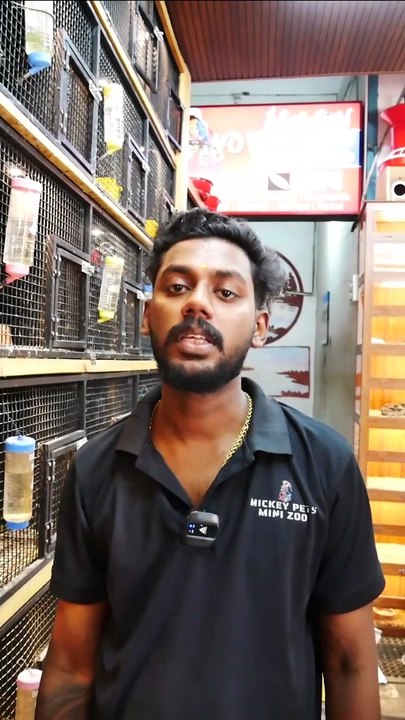 ബ്രീഡിങ് പ്രായം ആയ ഷോ ബഡ്ജീസ് മെയിൽസ് | Shoe Budgie