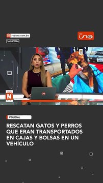 Autoridades lograron rescatar a varios gatos y perros que eran transportados en cajas y bolsas dentro de un vehículo. El hecho fue detectado durante un control, lo que permitió intervenir a tiempo para poner a salvo a los animales.