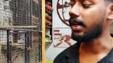 സെമി Tamed  സ്വൈസൺ ലോറികീറ്റ് | Semi Tamed Swaison Lorikeet