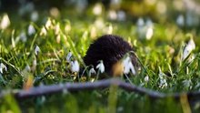 Hedgehog Among Flowers in the Garden