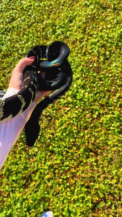 UNREAL snake