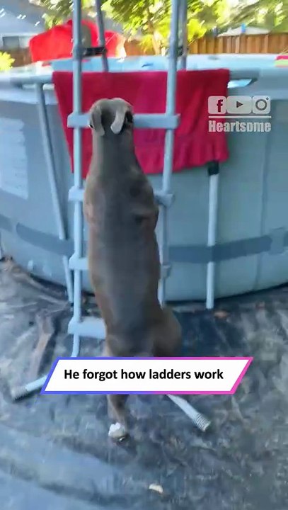 My Dog Tried to Jump in the Pool… Then Nailed It on the Second Try! 🐶|| Heartsome 💖