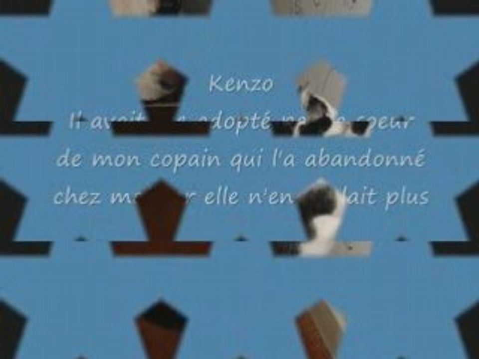 Mes 4 minous
