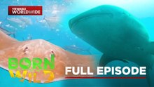 Gentle Giants of the Sea | Born To Be Wild (Full Episode)