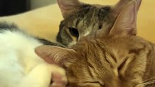 Two Cats Sleeping Happily Together.” 🐾😴😺😺