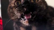 A Cute Kitten Meowing Softly.” 🐾😺