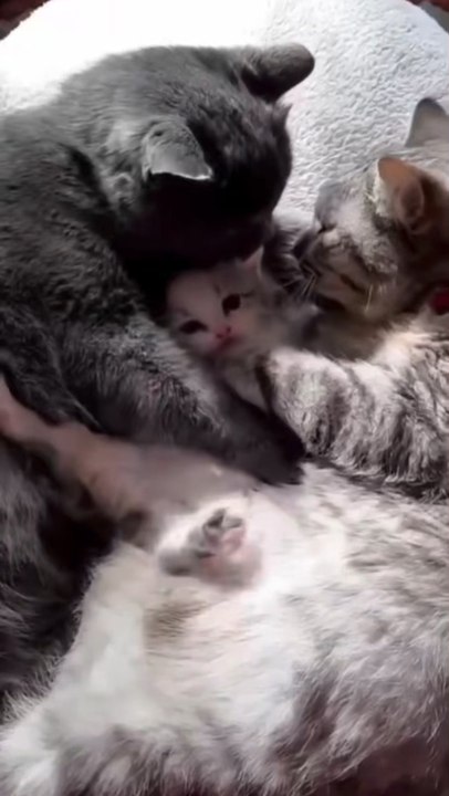 Nos amis 🐱