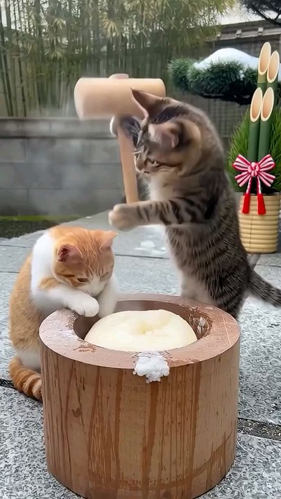 猫🐱(ﾟ∀ﾟ*)