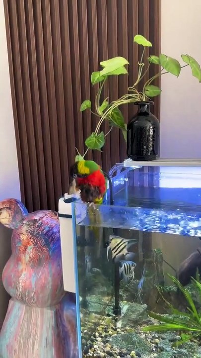 Un perroquet se baigne dans un aquarium