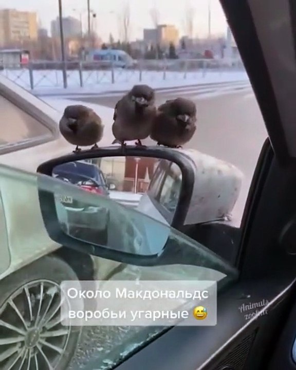 Des oiseaux pas très timides demandent à manger à un conducteur