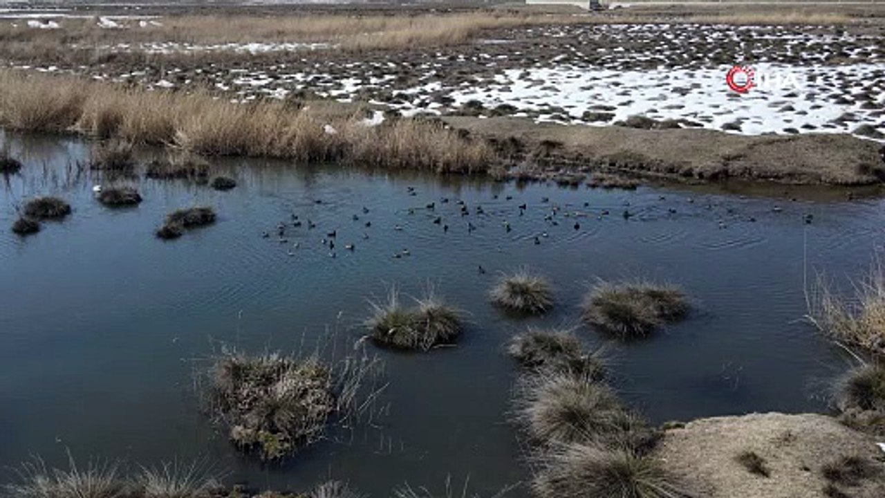 Ekşisu Kuş Cenneti’nde sert yüzü! Şahinlerin av anı drone ile görüntülendi