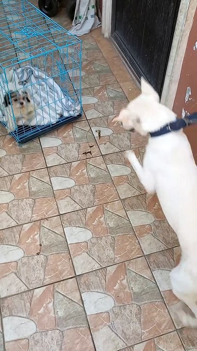 Pepper is so happy to see the puppy