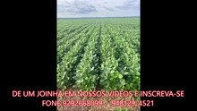 1936 HECTARES A VENDA CMC