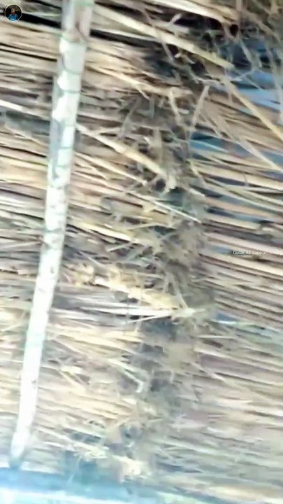 Poultry farm beand ki chhat kharcha | poultry farm business plan | low cost desi poultry farm