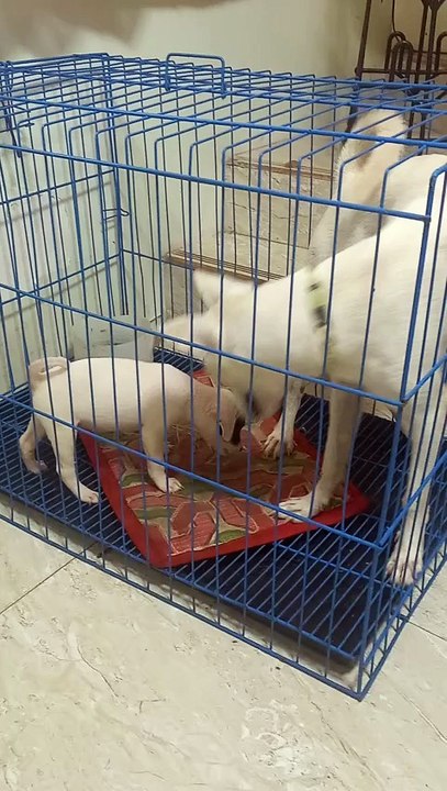 Pepper is playing with her brother
