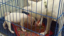 Pepper is playing with her brother