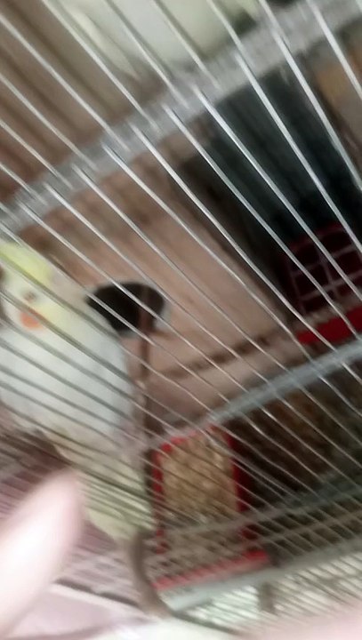 Birds lovers