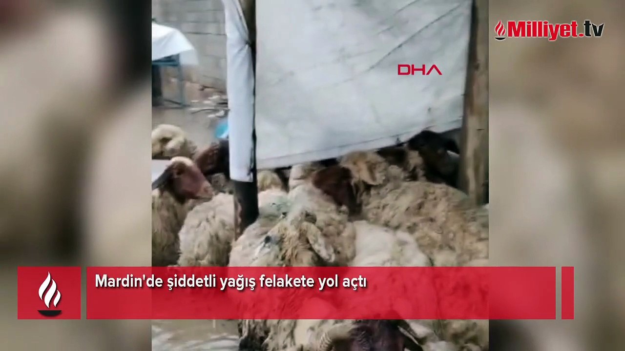 Mardin'de şiddetli yağış felakete yol açtı! Araçlar sürüklendi, hayvanlar telef oldu