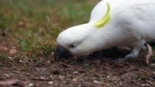 Close Up of a Cockatoo