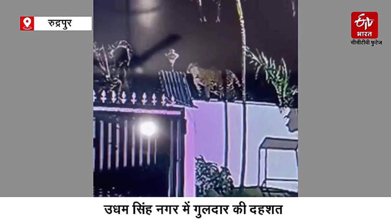 घर में घुसकर गुलदार ने कुत्ते पर किया हमला, नाकाम हुआ तो दीवार फांद कर भागा, दहशत में आए लोग