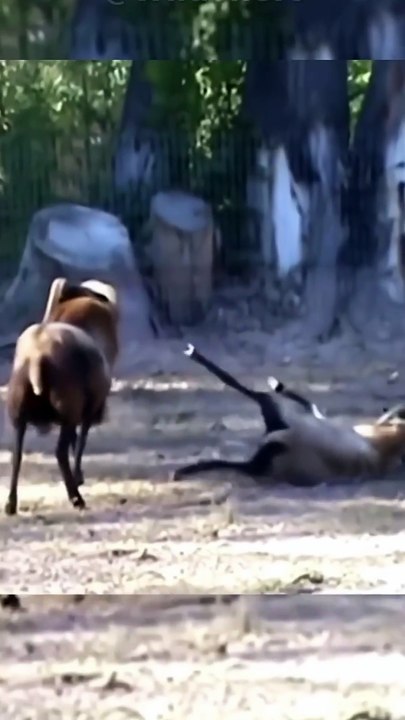 Why Rams Don’t Die From Headbutting Each Other 🤯 #facts #shorts #viral #animals
