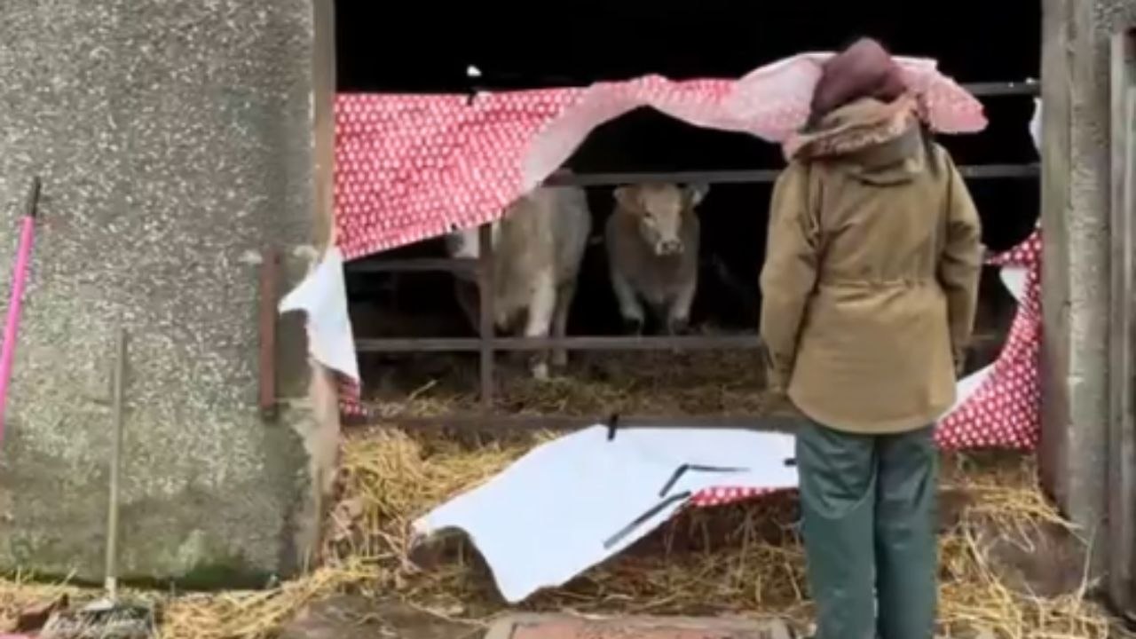 Creative Christmas-themed cow photoshoot doesn't go as planned
