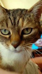 My Cat Thinks I’m a Walking Pillow 🐱💤#cats #funny #catfilms