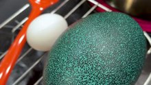 Boiling an Emu Egg to make it into a smoked emu deviled egg #eggs #emu #emuegg