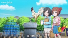 四月新番【厉不厉害你鸡哥 公鸡斗士】第1话