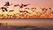 Flamingo Mega Flock Flight