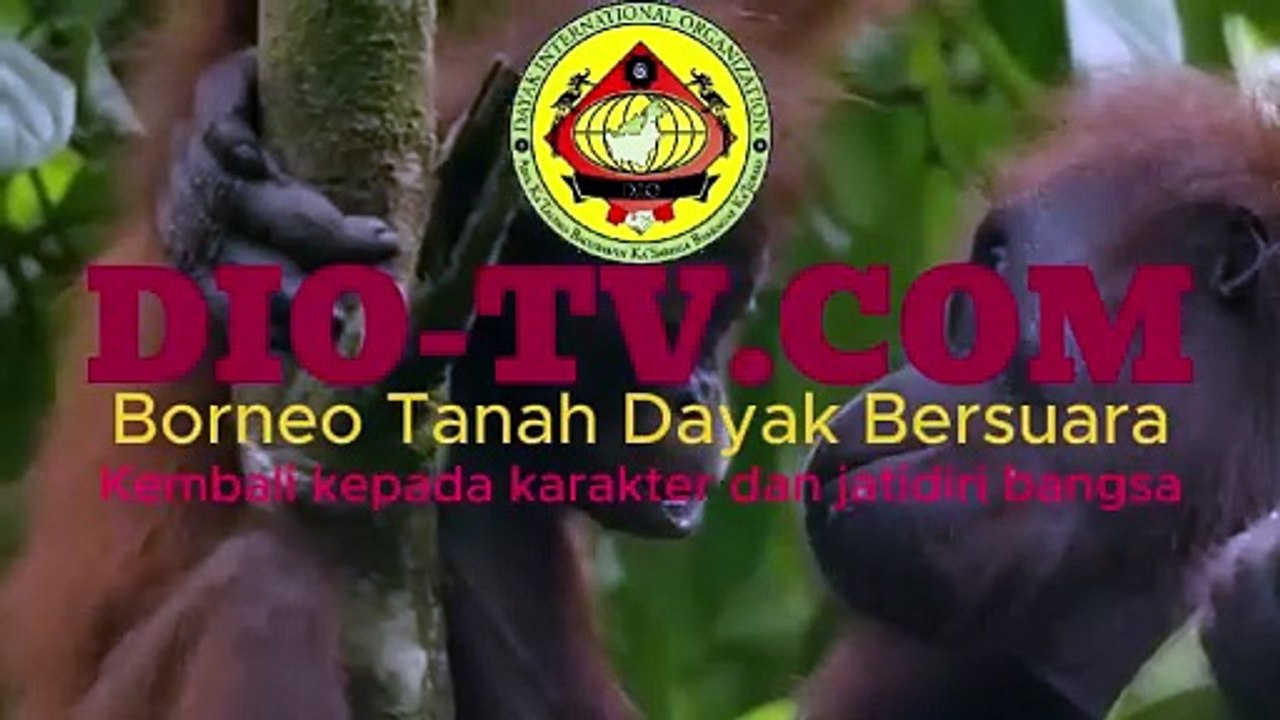 Istri Siman Bahar Bong Kin Pin Merry Terancam Pidana Nominee Illegal Gold Mining and Trading di Provinsi Kalimantan Barat