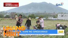 Chef JR, nag-ani ng singkamas sa Pampanga | Unang Hirit