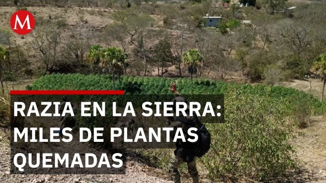 Marina destruye plantíos de marihuana y precursores químicos en Sinaloa