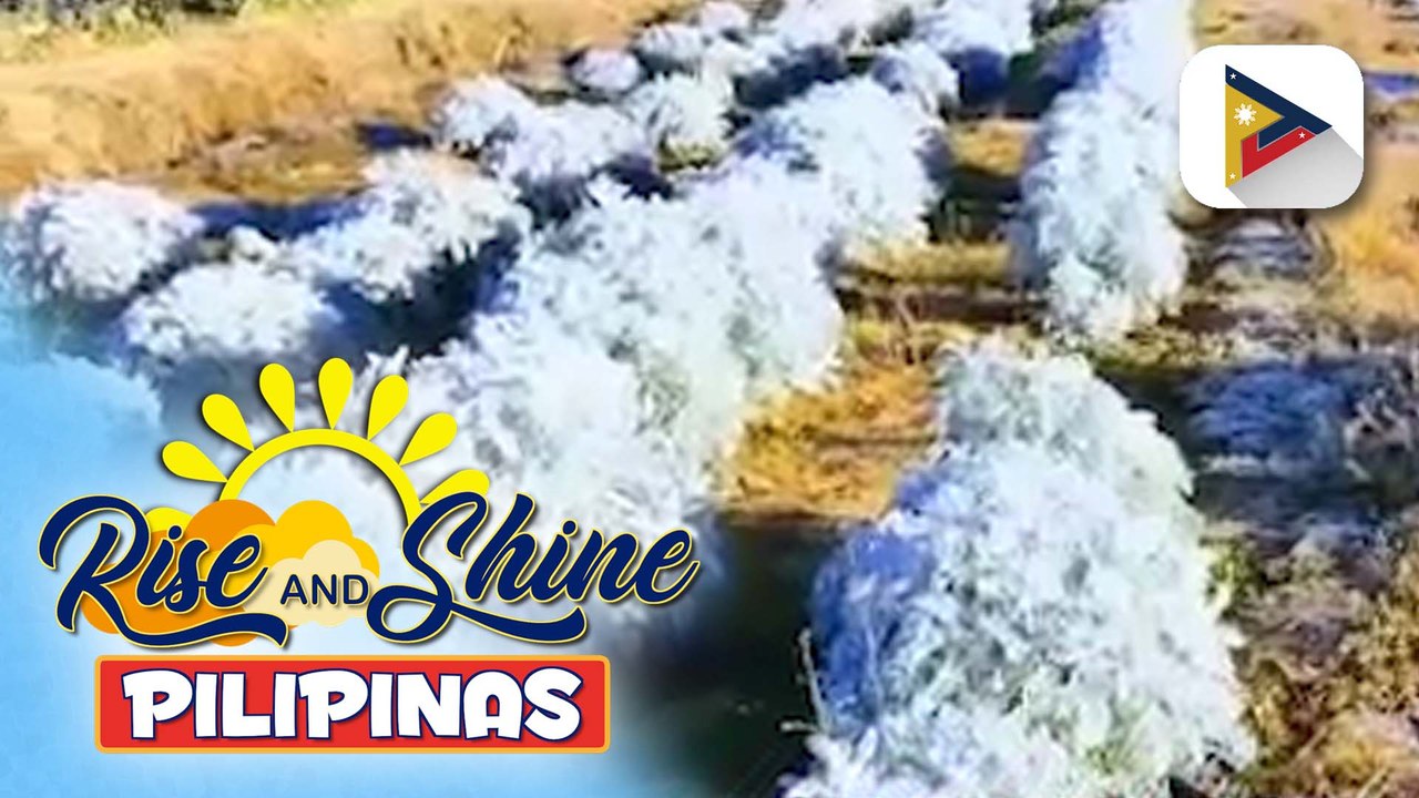 Ilang pananim sa Benguet, nabalutan ng andap dahil sa patuloy na pagbaba ng temperatura | ulat ni Floyd Brenz