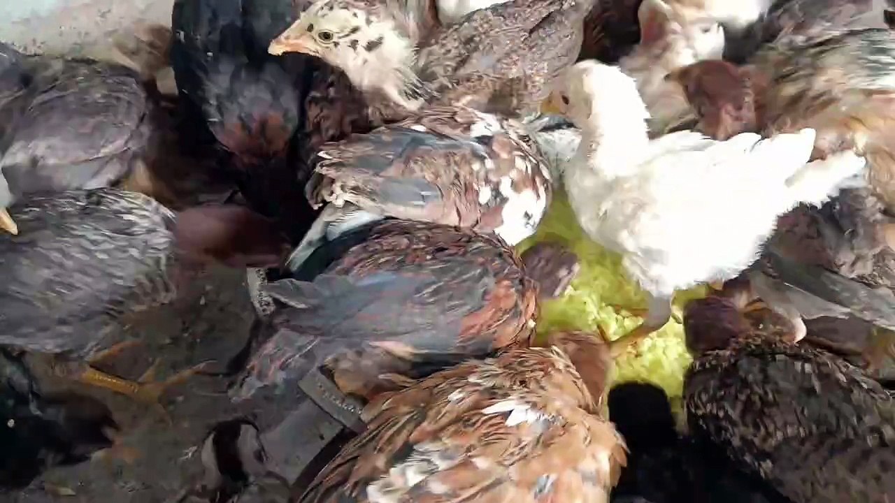छोटे चूँजों को तेजी से बड़ा करने का तरीका | Desi Khichdi for Chicks|#gavrankomdi#poultryfarming #desi