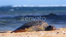 Large Sea Turtle Resting on White Sand Beach Relaxing Warm Sunset Light Hawaii