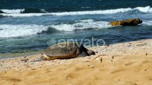 Green sea turtle resting on the sandy shores of Maui.