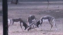 Intense Blackbuck Fight! 🦌 Territorial Battle in the Zoo