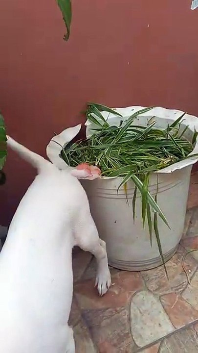 puppy sitting in the plant