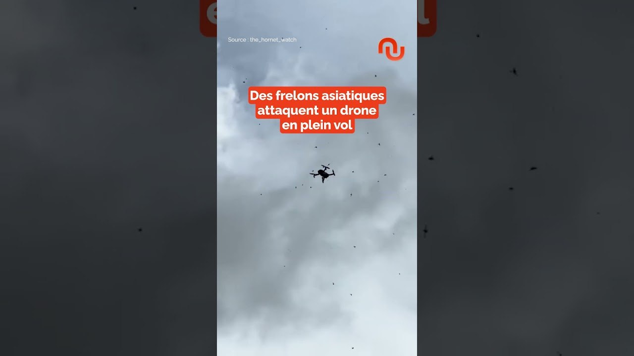 Des frelons asiatiques attaquent un drone ! #shorts