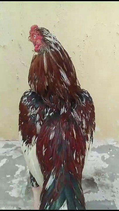 viral food, viral food paris, viral shorts, viral mukbang, yt shorts viral, instagram viral, una mentira viral, drum viral tiktok, budots viral 2026, go viral on youtube, instagram viral kaise kare, viral tiktok dance 2026, how to go viral on youtube, vir