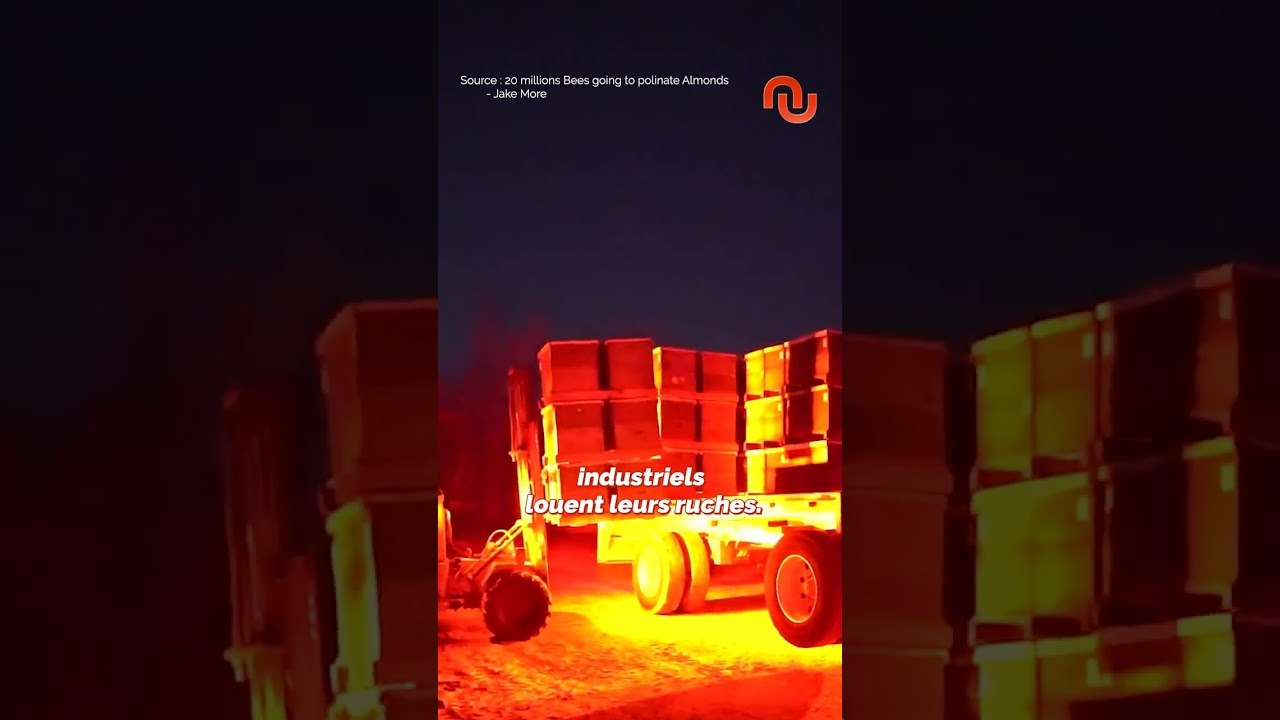 Des millions d’abeilles voyagent à travers les USA pour une seule raison ! #shorts