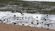 Do you know what type of seagull it is?