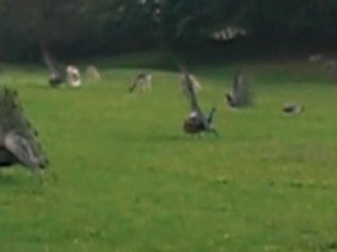 parc de clères 01-06-2008 (4)