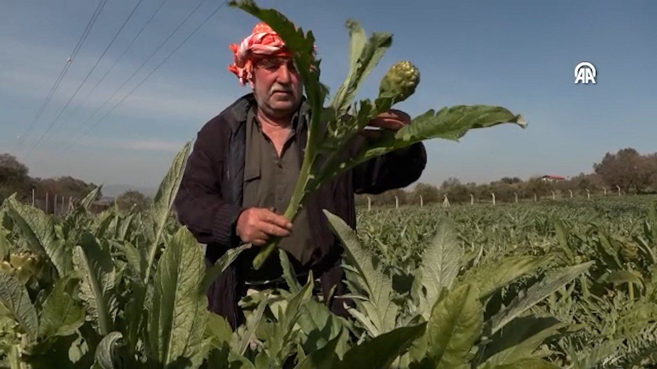 Tanesi 30 liradan başlıyor: Faydası saymakla bitmiyor, talep patlaması yaşandı