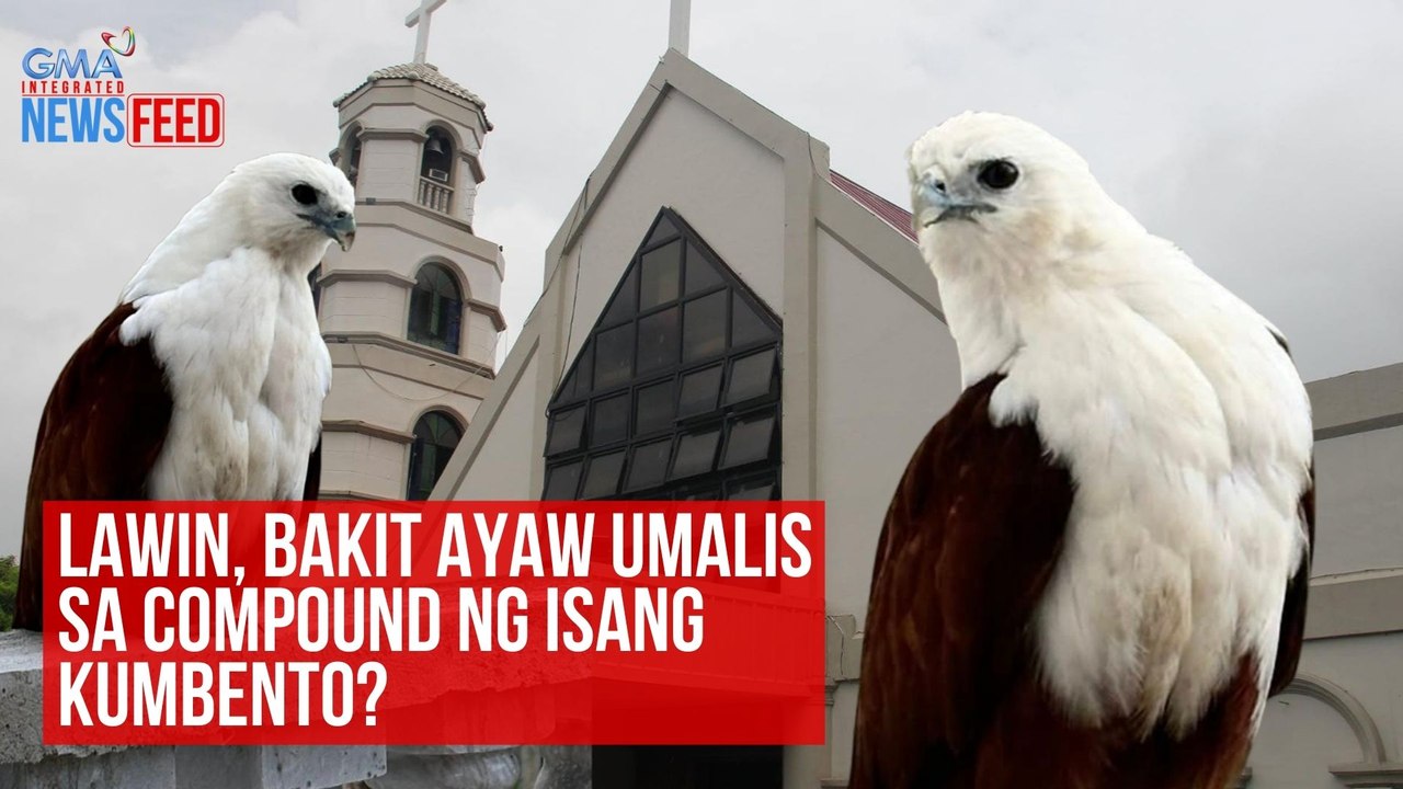 Lawin, bakit ayaw umalis sa compound ng isang kumbento? | GMA Integrated Newsfeed