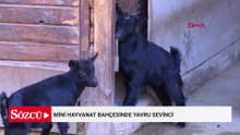 Mini hayvanat bahçesinde yavru sevinci